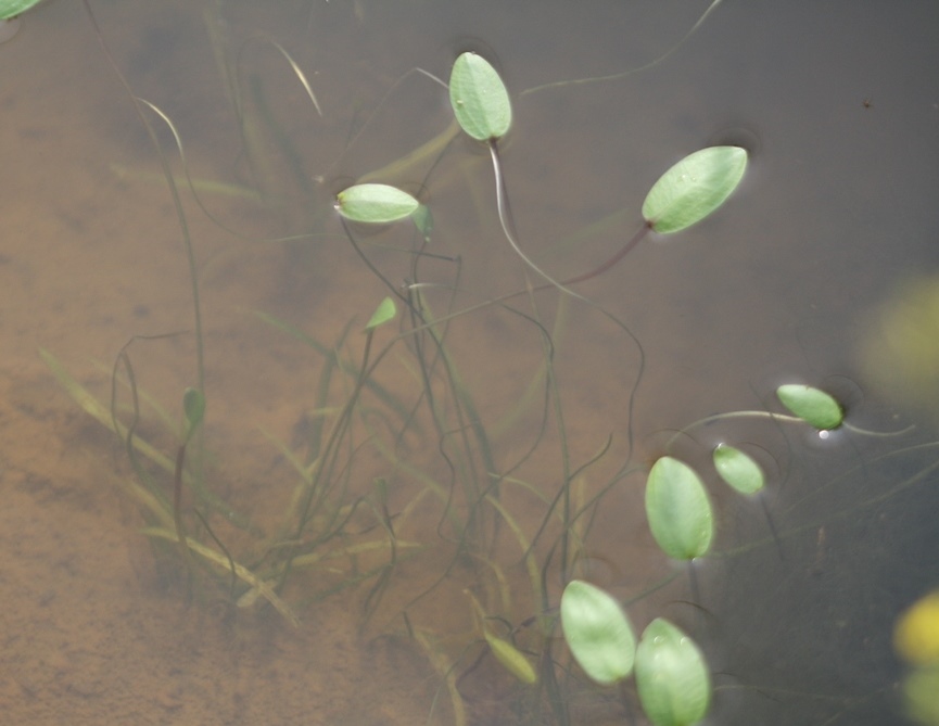 Pianta acquatica